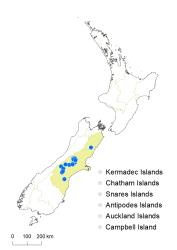 Veronica haastii distribution map based on databased records at AK, CHR & WELT.
 Image: K.Boardman © Landcare Research 2022 CC-BY 4.0